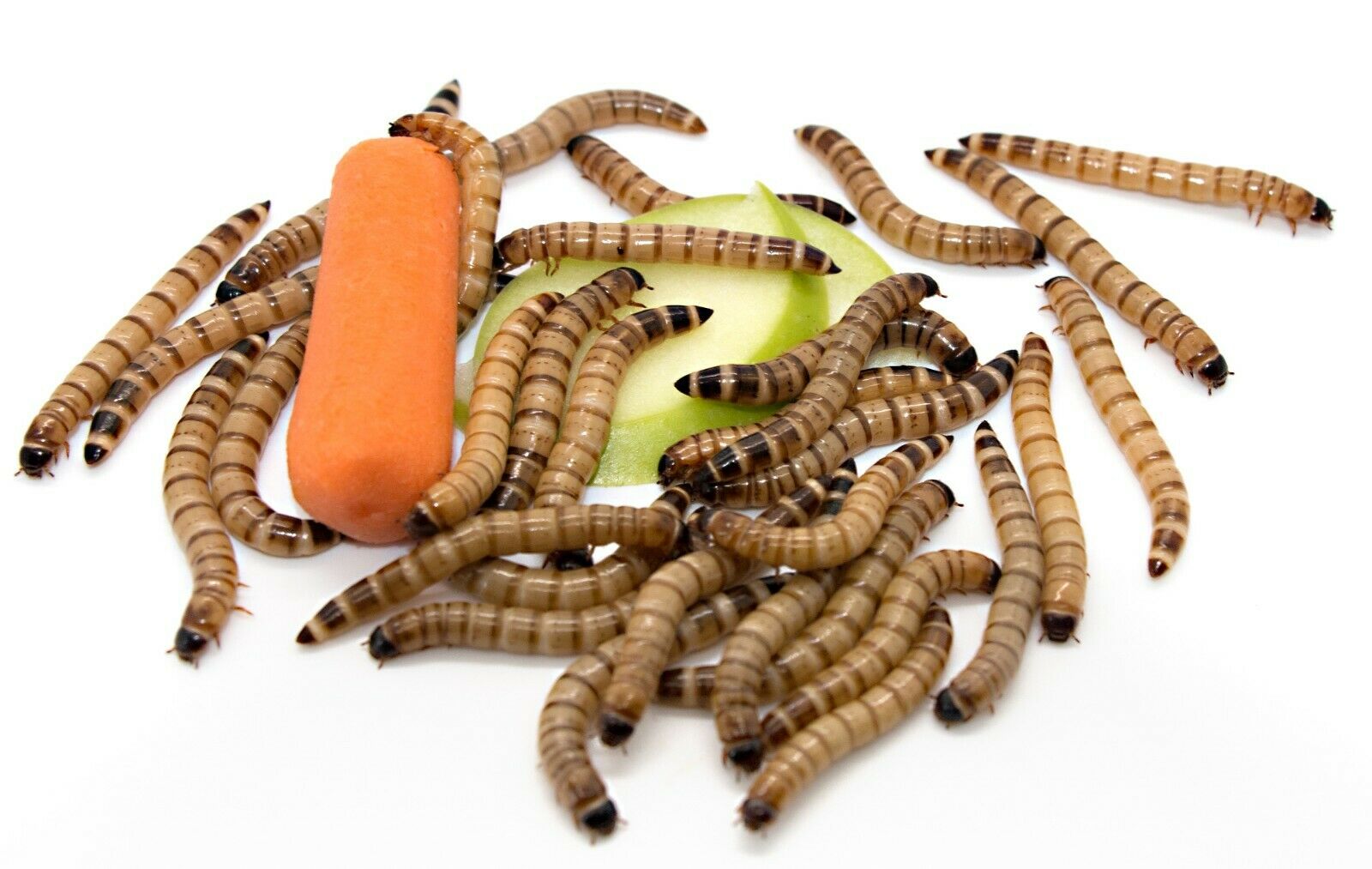 Live Fresh Superworms - 100% Organically Grown Large (1.5